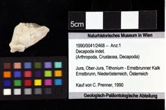 Foto (Objket + Etiketten) von Decapoda indet. 